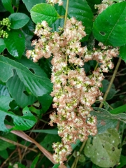 Davilla