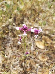 Castilleja densiflora gracilis