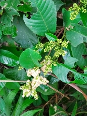 Davilla