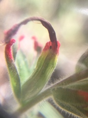 Castilleja applegatei