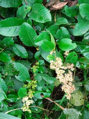 Davilla