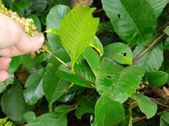 Davilla