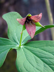 Trillium sulcatum