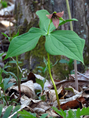 Trillium sulcatum