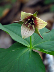 Trillium sulcatum
