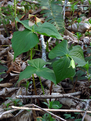 Trillium sulcatum