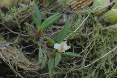 Maxillaria uncata