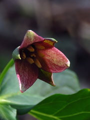 Trillium sulcatum