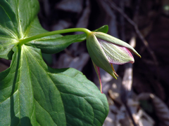 Trillium sulcatum
