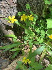 Oxalis colorea