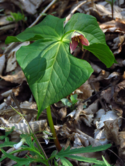 Trillium sulcatum