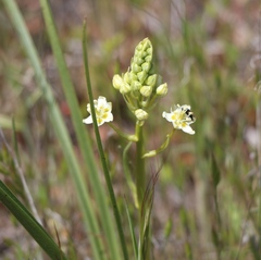 Toxicoscordion venenosum venenosum