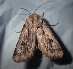 Agrotis chretieni