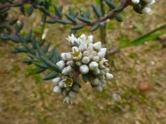 Phylica strigulosa