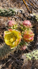 Cylindropuntia