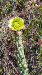 Cylindropuntia