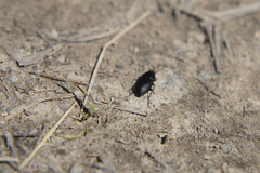 Poecilus lucublandus