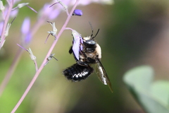 Xylocopa tabaniformis orpifex