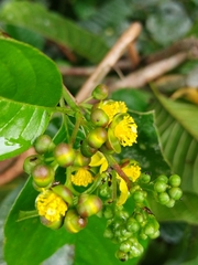 Davilla