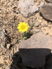 Malacothrix fendleri