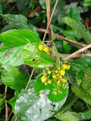 Davilla