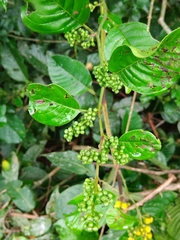 Davilla