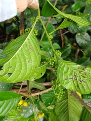 Davilla