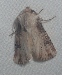 Agrotis catalaunensis