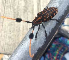 Aristobia approximator