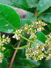 Davilla