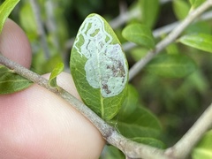 Eucosmophora manilkarae