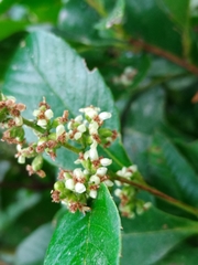 Davilla
