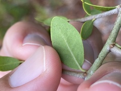 Eucosmophora manilkarae