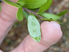 Eucosmophora manilkarae