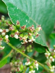 Davilla
