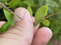 Eucosmophora manilkarae