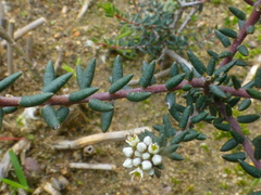 Phylica strigulosa