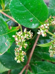 Davilla