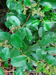 Davilla