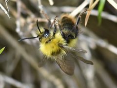 Bombus pratorum