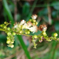 Davilla