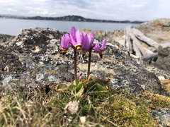 Primula pauciflora pauciflora