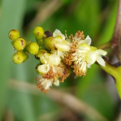 Davilla