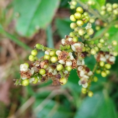 Davilla