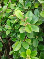 Davilla