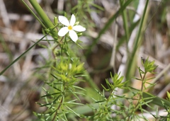Leptosiphon floribundus