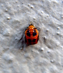 Harmonia axyridis