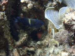 Chrysiptera biocellata