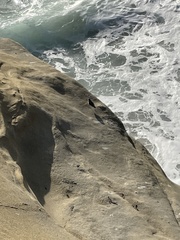 Arenaria melanocephala