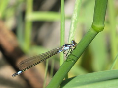 Zoniagrion exclamationis